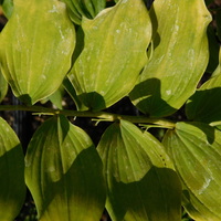 Polygonatum hybridum Weihenstephan 